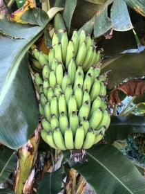 A vendre fazenda 164 ha très bonne qualité de sol et eau propre