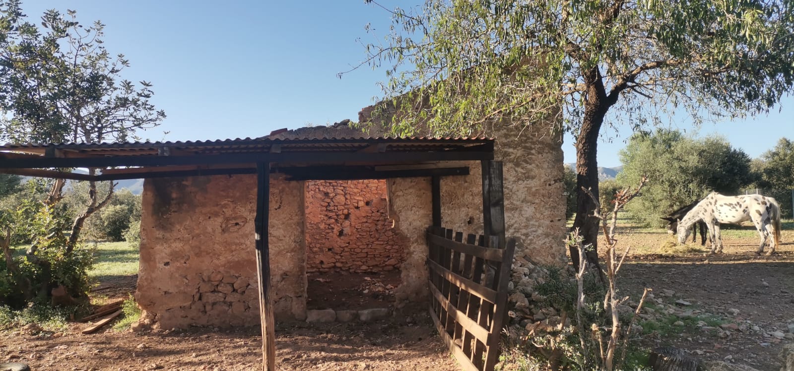 Terrain chênes truffier - en production