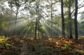 Vends 72 hectares de forêts closes avec 2 maisons, 1 sellerie, 2 hangars et 8 box à chevaux