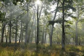 Vends 72 hectares de forêts closes avec 2 maisons, 1 sellerie, 2 hangars et 8 box à chevaux