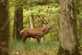 Vends 72 hectares de forêts closes avec 2 maisons, 1 sellerie, 2 hangars et 8 box à chevaux